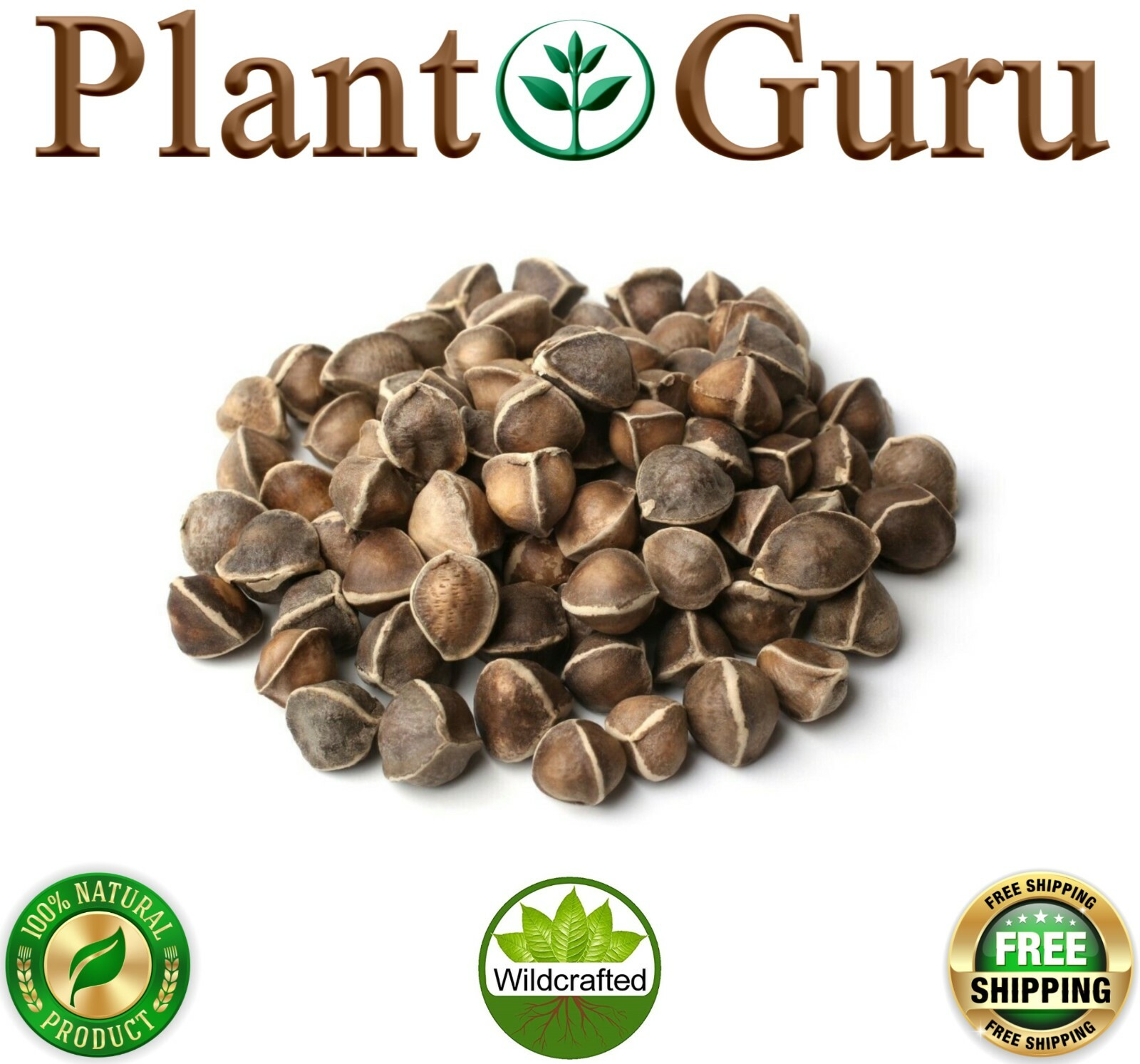 1000 Moringa Oleifera Seeds 10oz WINGLESS Fresh Organic Semillas de Moringa Tree