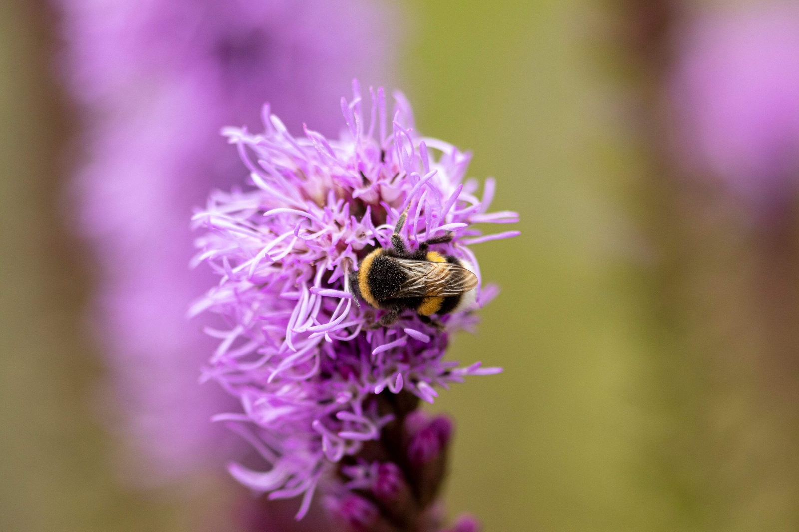 500 PURPLE BLAZING STAR GAYFEATHER LIATRIS Spicata Flower Seeds *Flat S/H