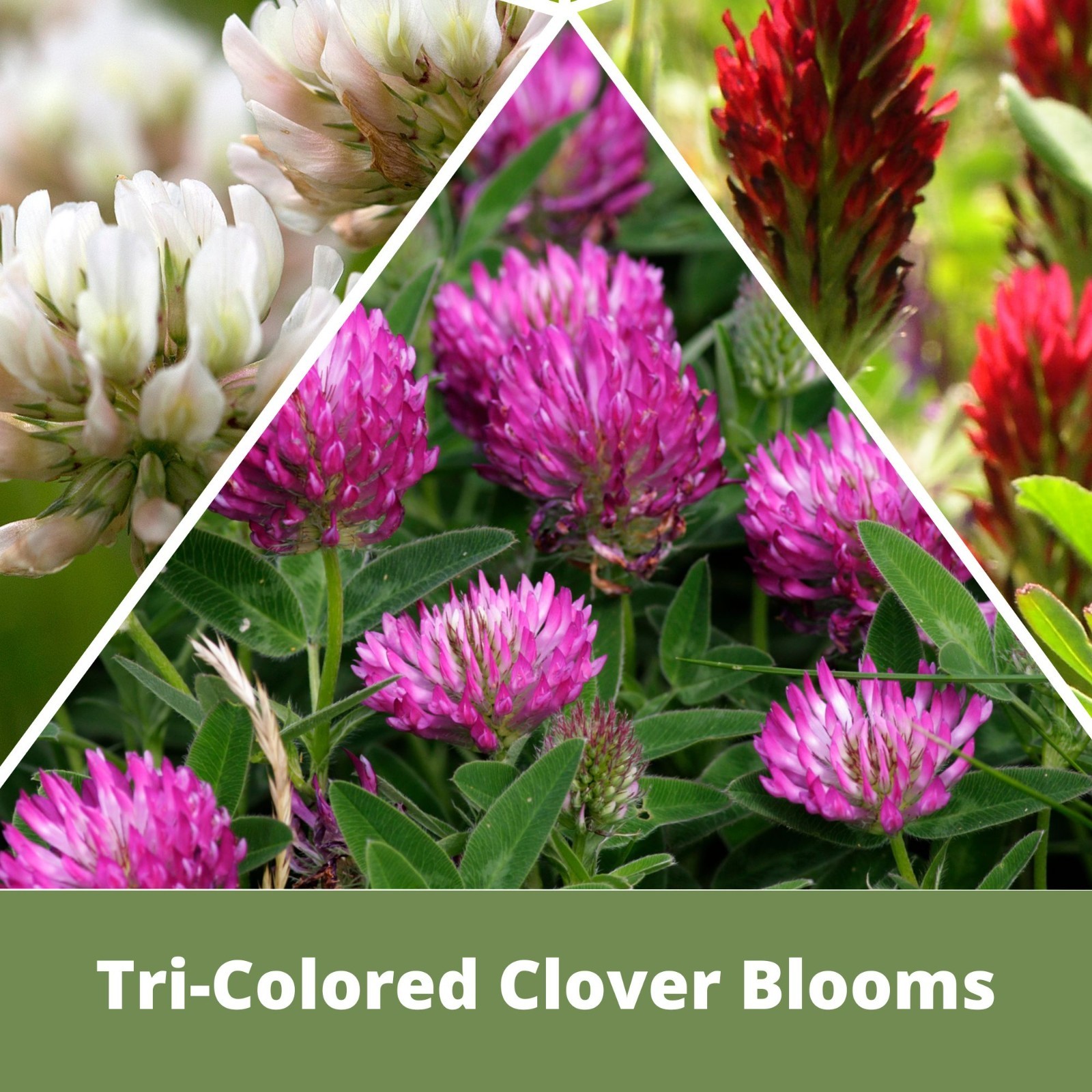 Flawn Seed Kits Tri-Color Clover Seed, Equal Mix 3 Clovers, Flowering Lawn