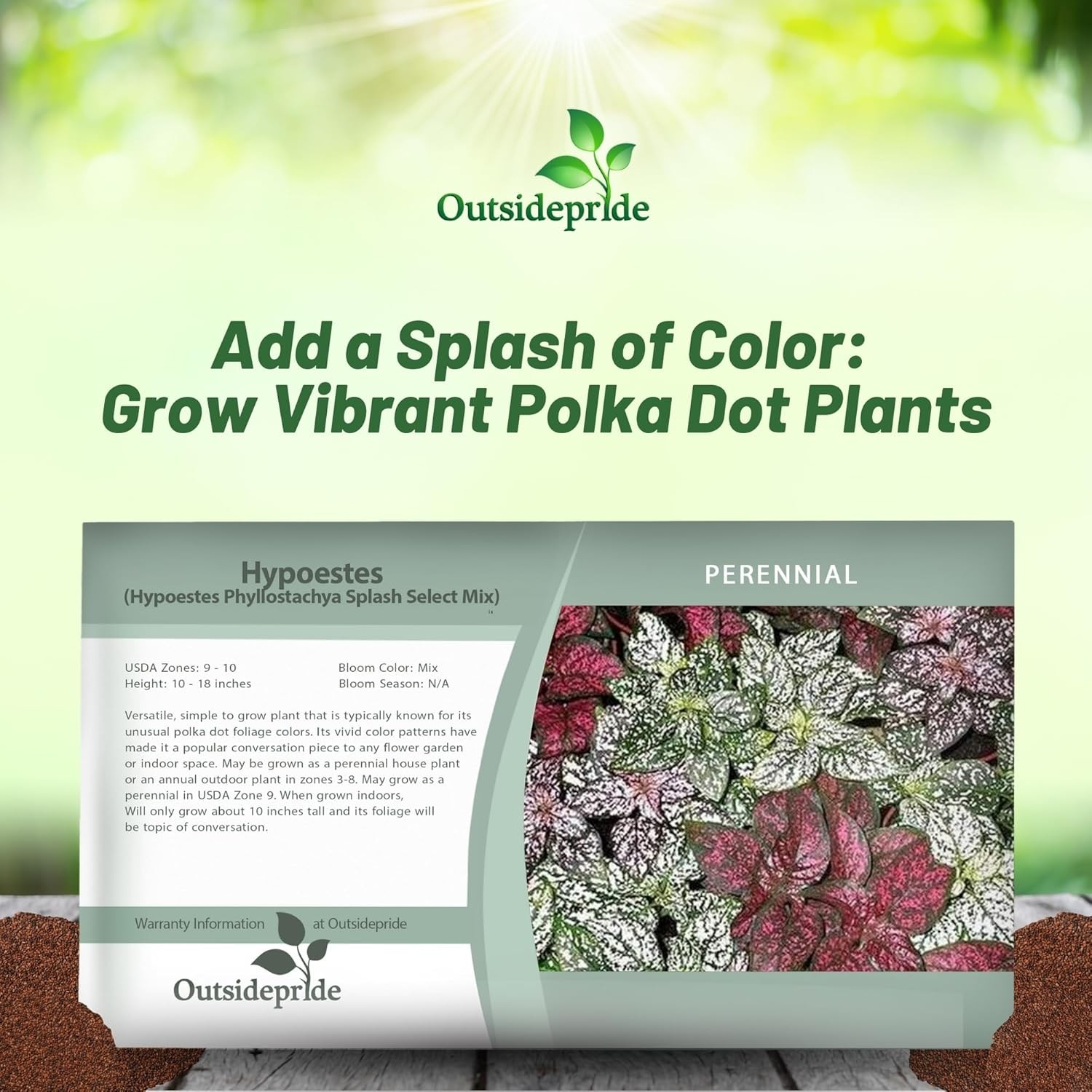 50 Seeds Hypoestes Splash Seeds Mix For Planting – Polka Dot Plant