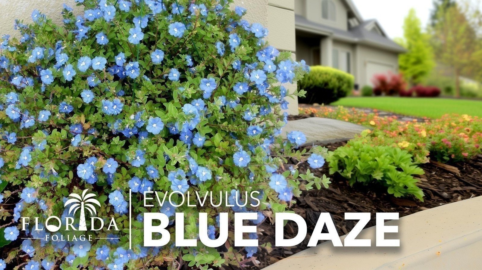 Blue Daze | Live Plants | Evolvulus Glomerata, Low Maintenance