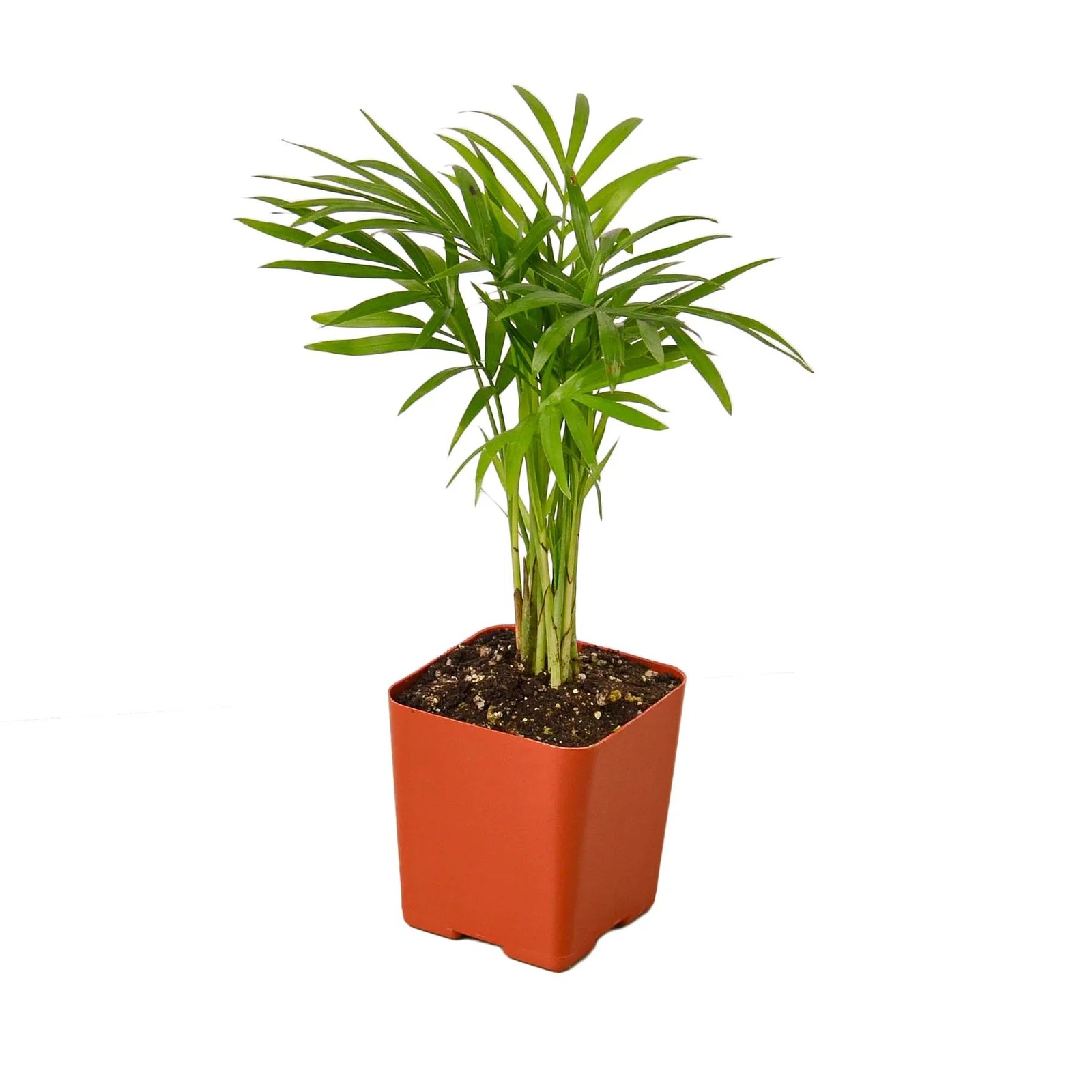 Parlor Palm Neanthe Bella 4″ to 12″ Tall – Pet Safe Low Light Houseplant