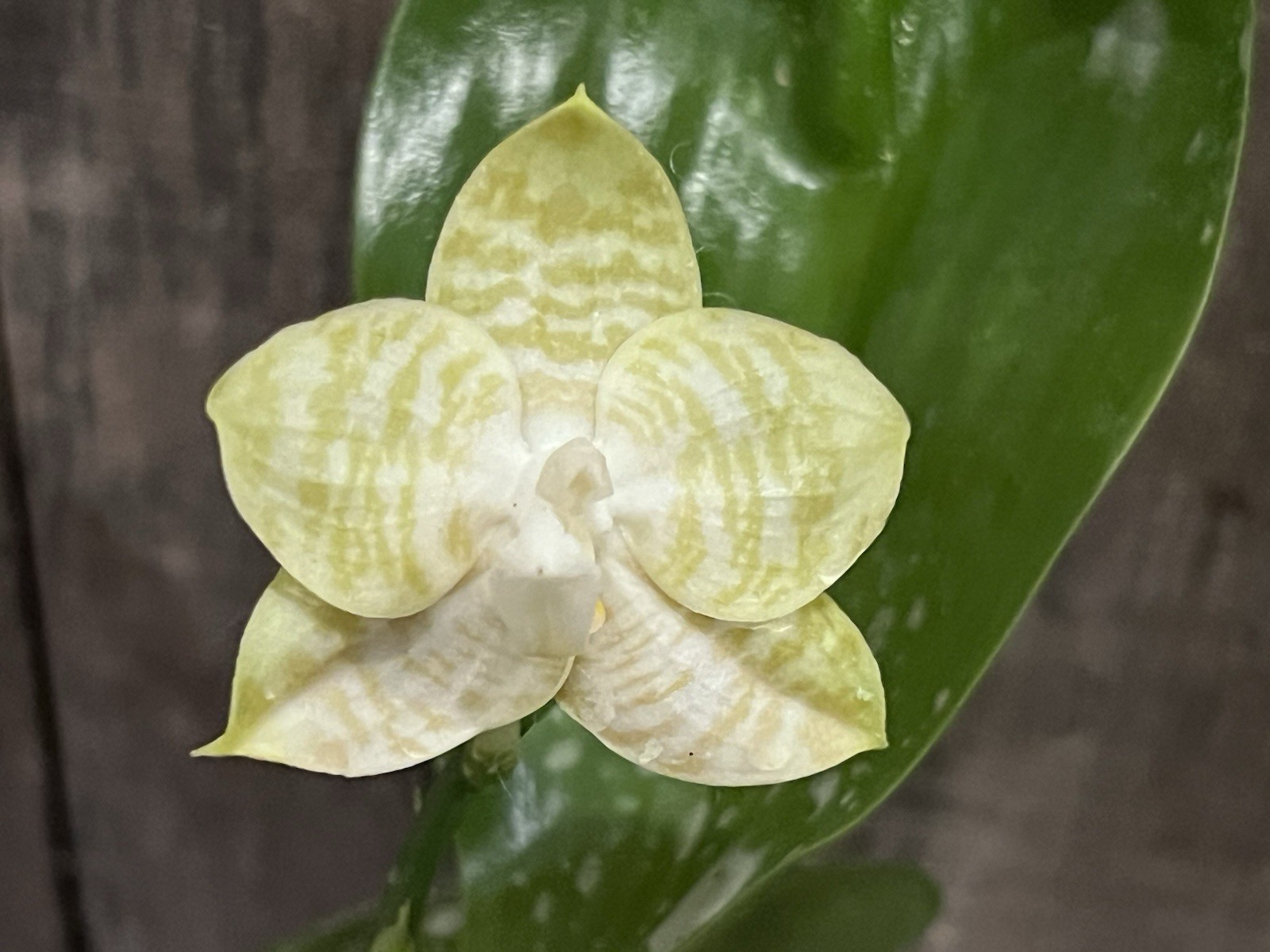 Phal. Mituo Golden Tiger, Mericlone, Blooming Size, Fragrant, FREE Shipping