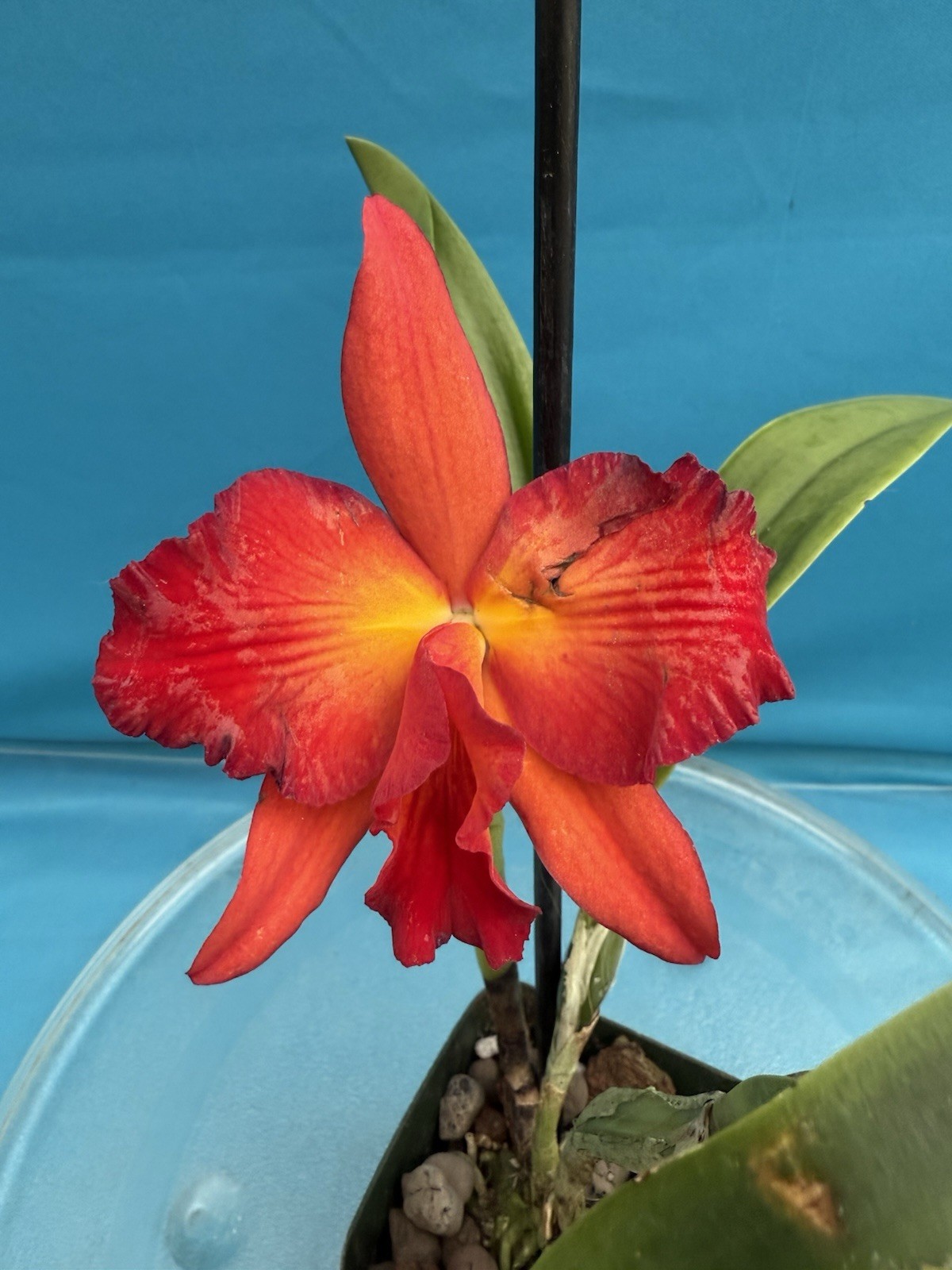 Rth. Happy Happy Joy Joy ’Kilauea’ Orange Red Yellow Blooming Orchid Eros 4” Pot