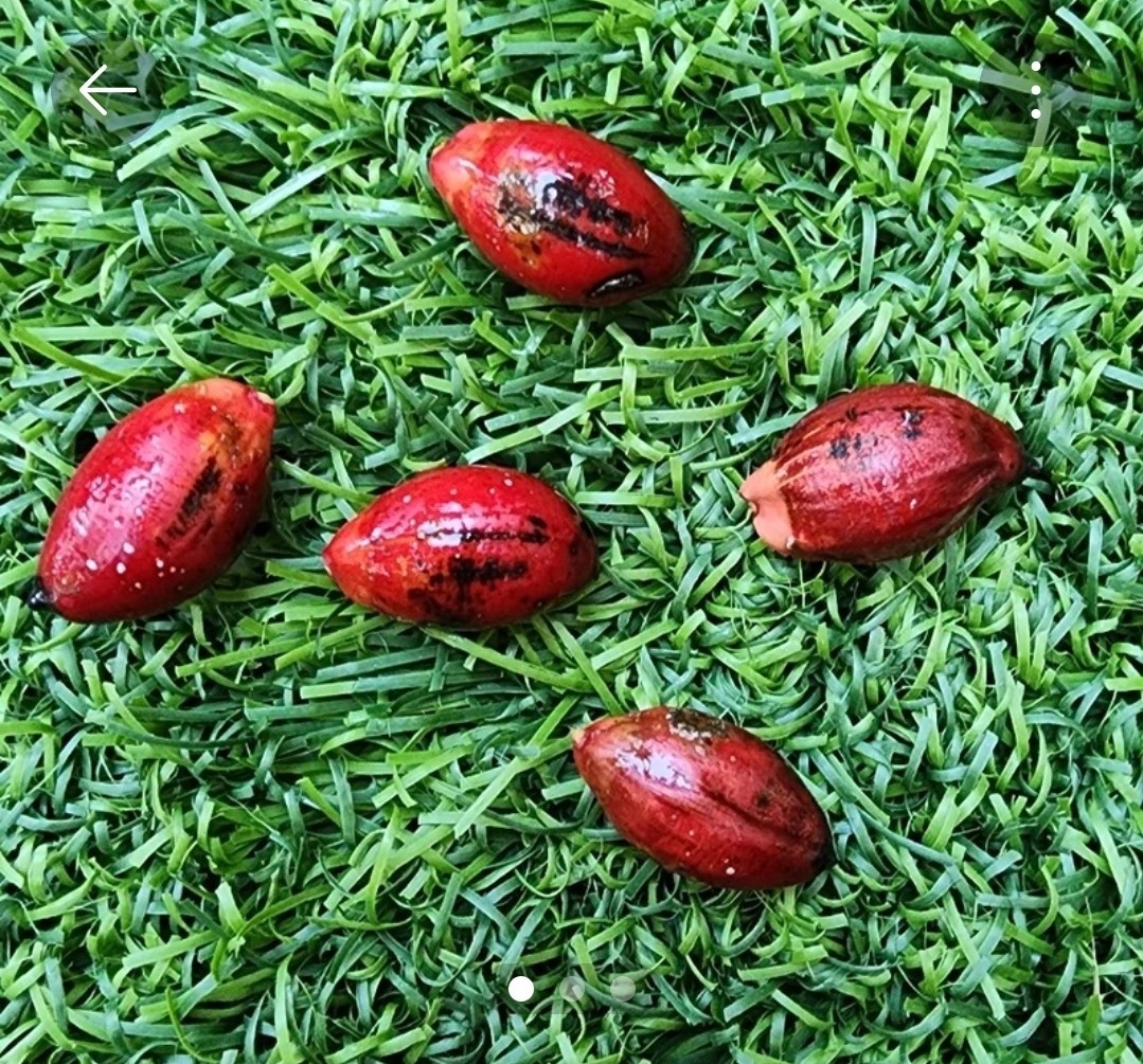 California Grown Kentia Palm Seeds, pack of 50, Howea Forsteriana
