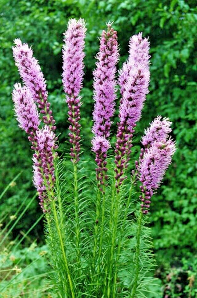 LIATRIS SPIKATA 100 SEEDS MOSTLY PURPLE A FEW WHITE, BLAZING STAR, GAYFEATHER