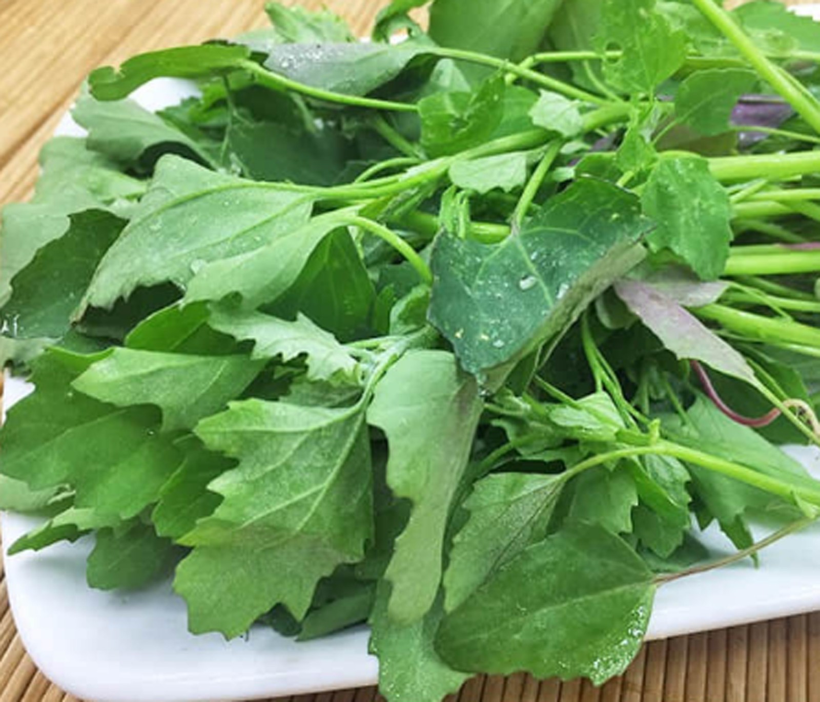 October 2025 Organic Lamb’s Quarters Seeds Goosefoot, wild spinach, lambsquarter