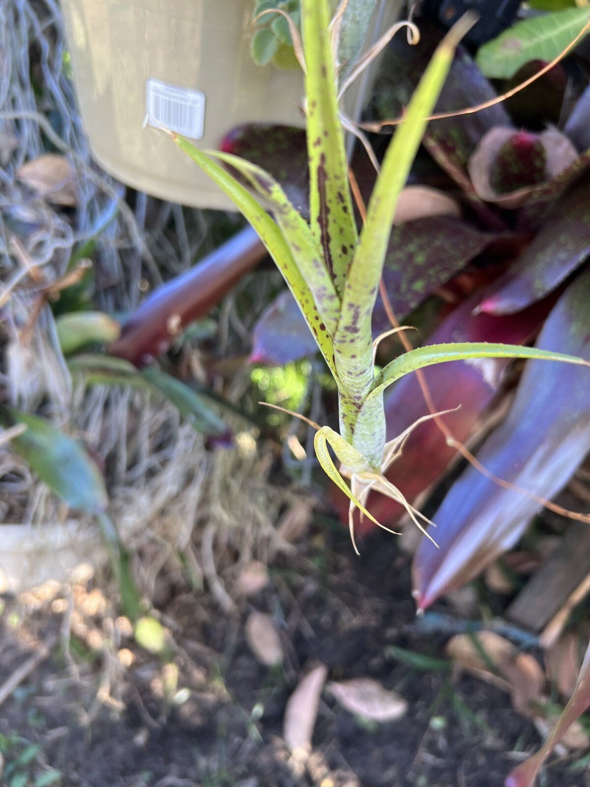 Exotic LANDSCAPE PLANT Pup mini Bromeliad purple green colorful -unbranded