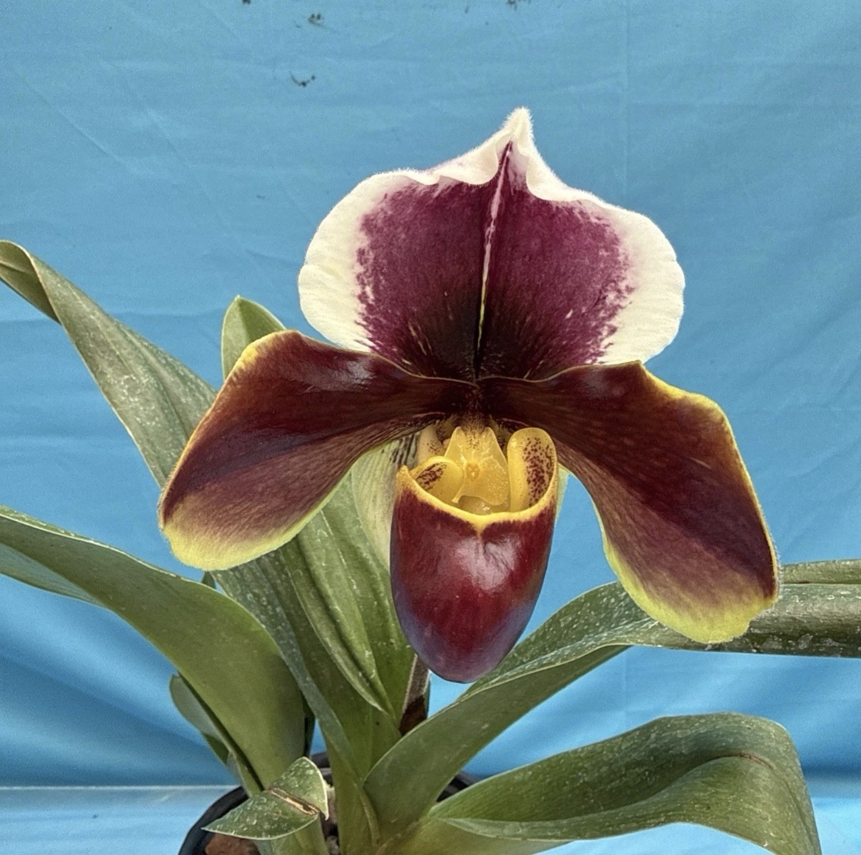 Paphiopedilum Enzan Rose Crown X Enzan Kitty Maroon Green White BS Orchid 4” Pot