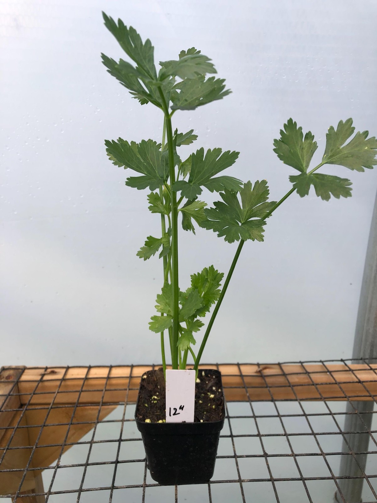 Celery Live Plant – Seedlings/Plugs and Plants – 3″- 12″ tall – 30-60+ days