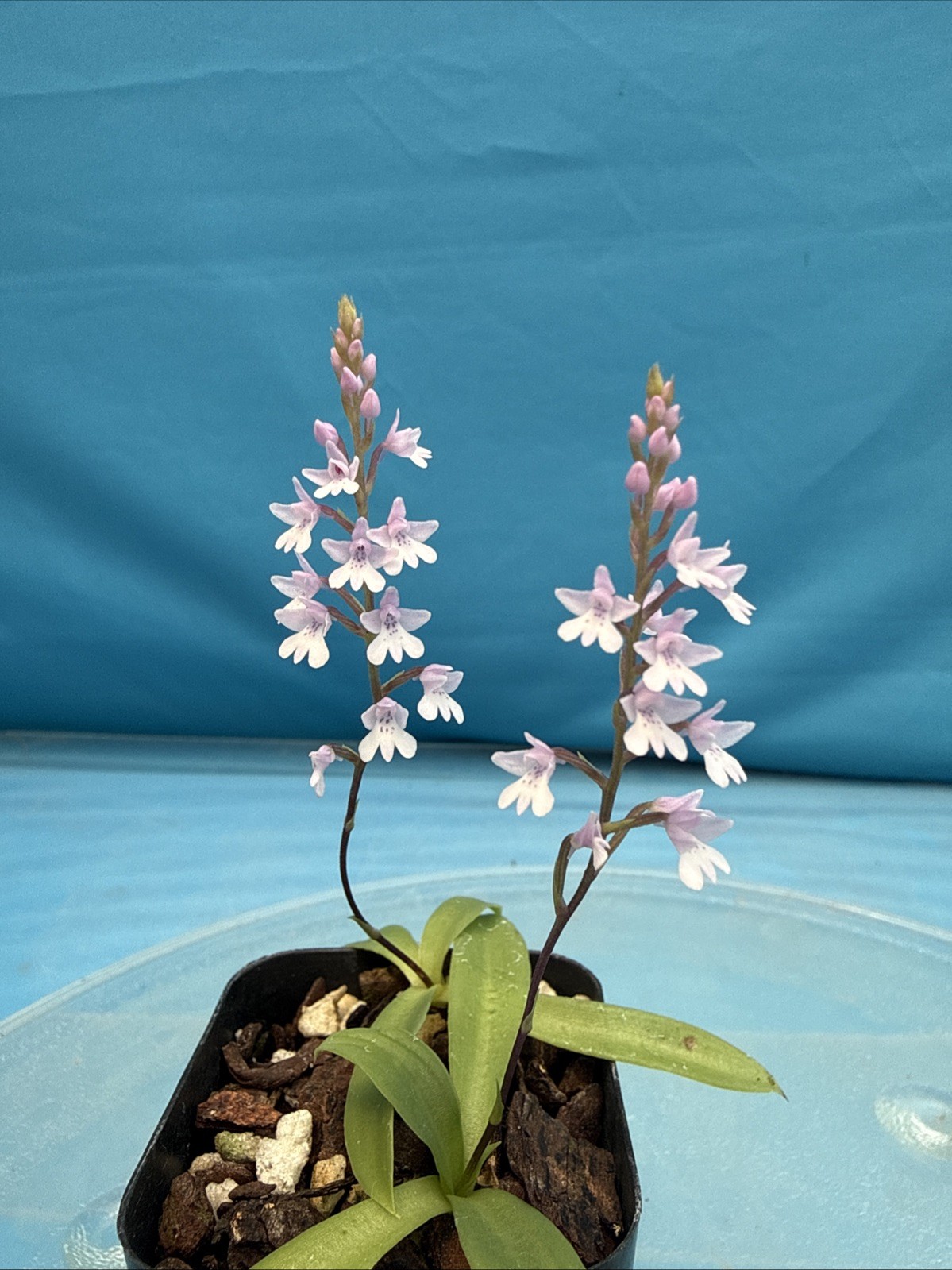 Stenoglottis woodii BS Pink Purple Orchid Species 2″ Pot TWO GROWTHS + 2 SPIKES