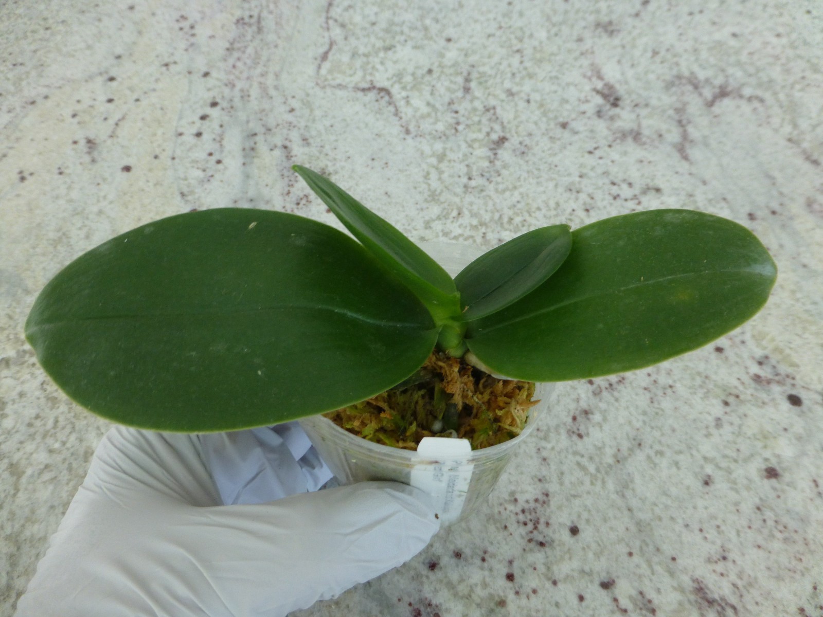 Fragrant Orchid Phalaenopsis Phal. Meidarland Kaiulani ‘Red Girl’ In 2.5″ Pot