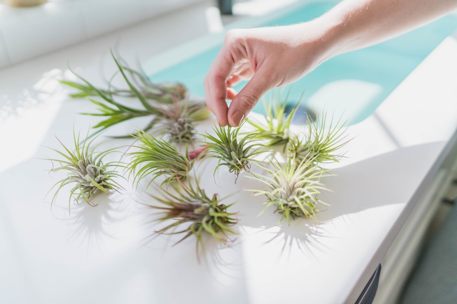 Large Bulbosa Belize Air Plants – Wholesale Bulk – Easy Care Indoor/Outdoor