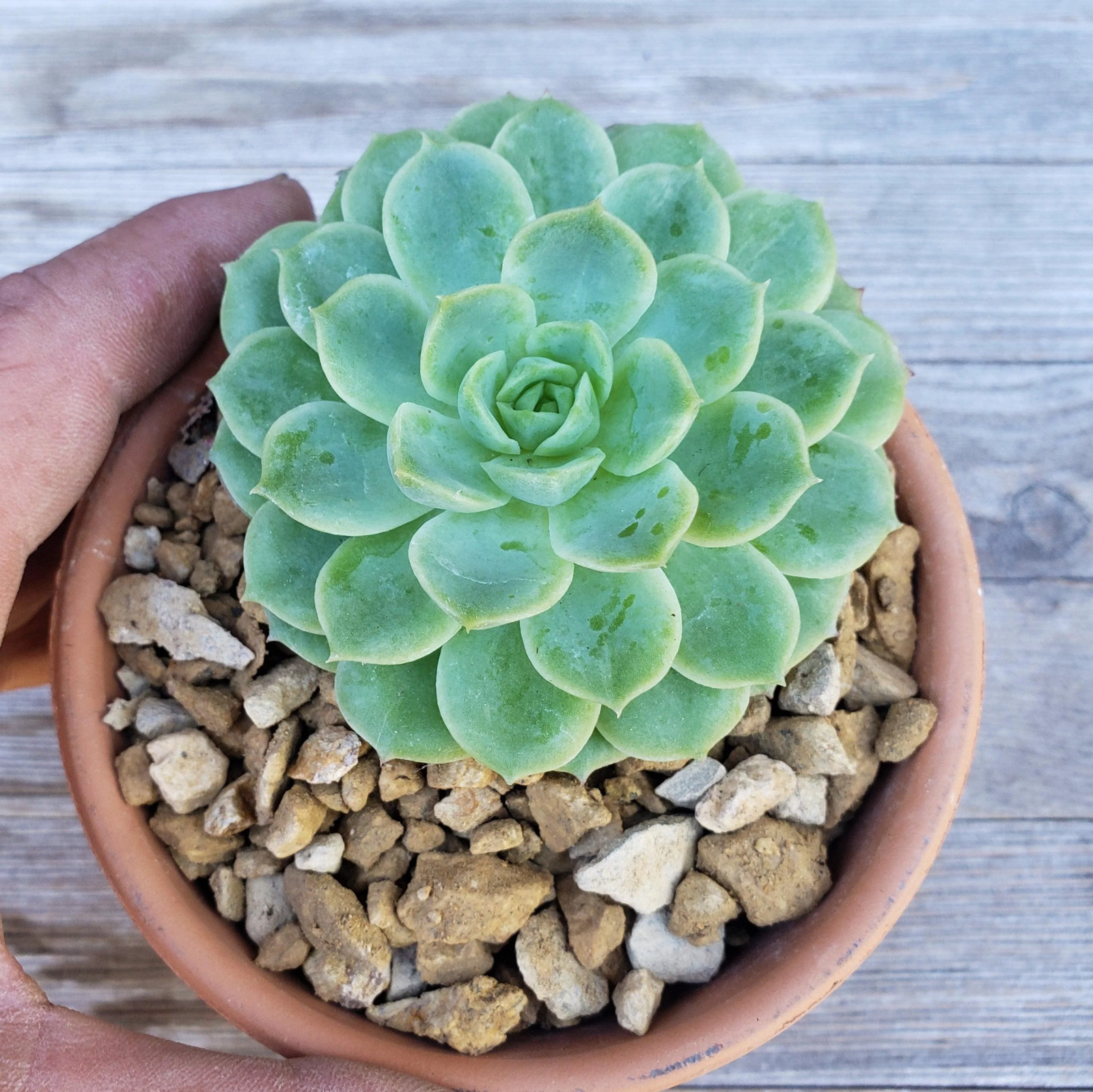 1 Lb 3/8 California gold river rock Cactus and Succulent Top Soil Dressing cactu