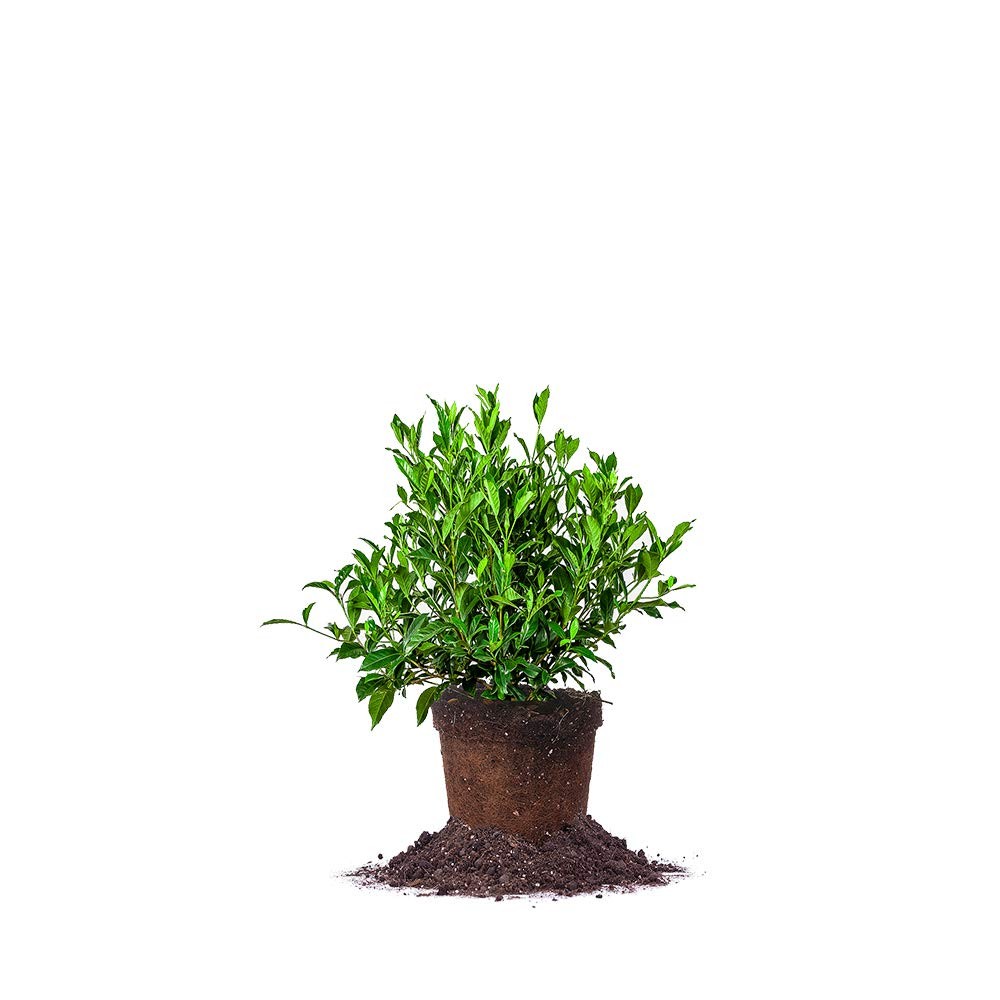 Beauty Gardenia Live Plant, 1 Gallon Pot