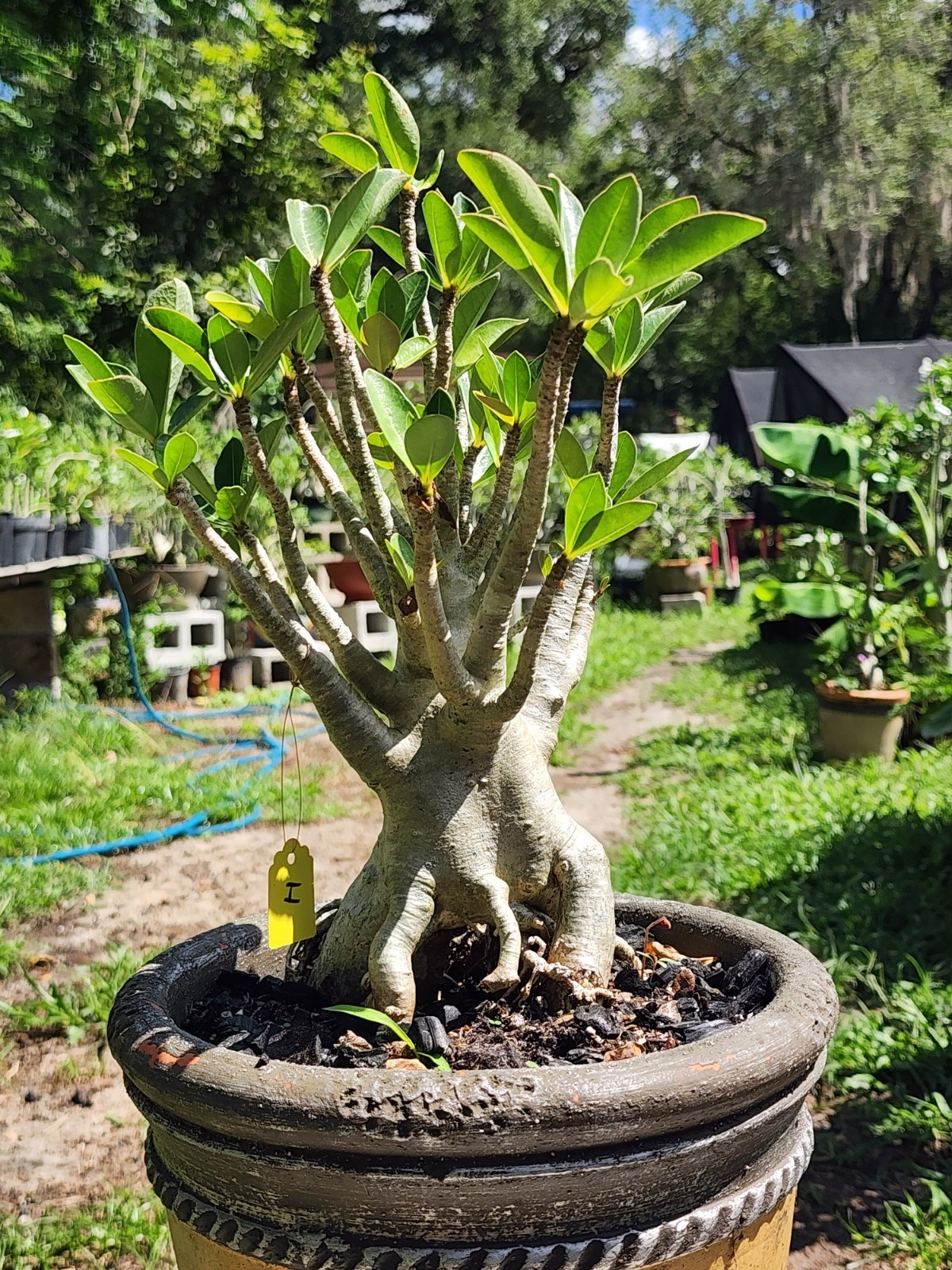 #H…Adenium THAI SOKO Desert Rose… torpedo !! Plant perfect for bonsai