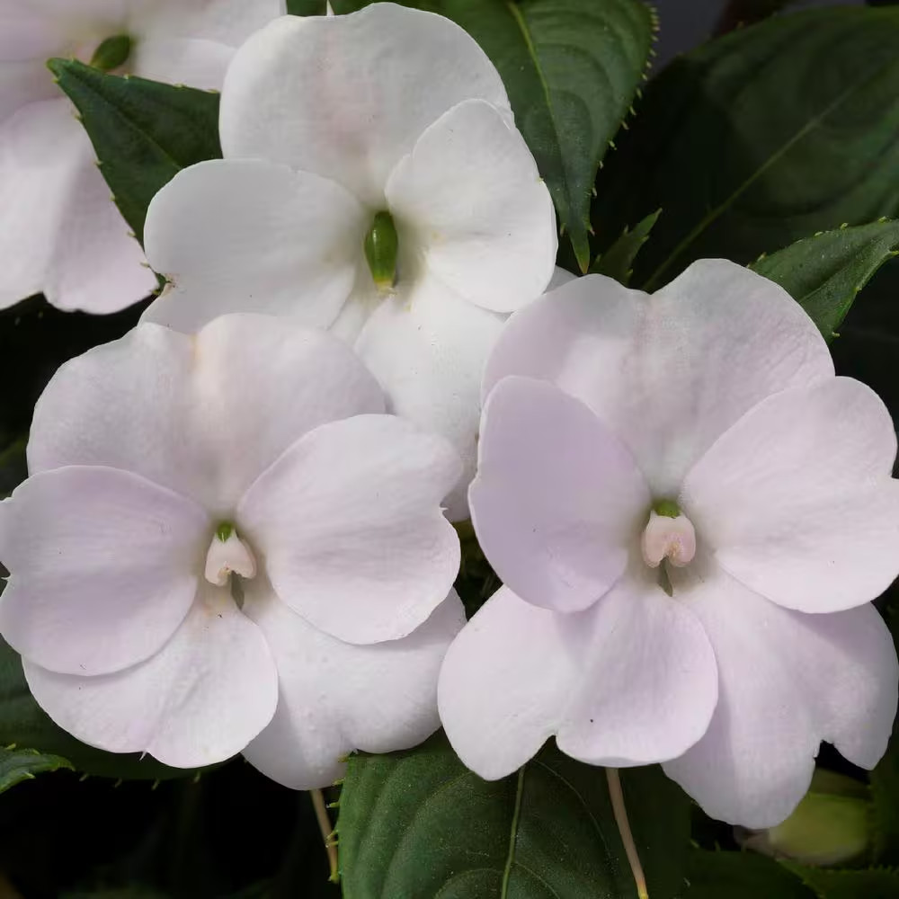 2.5 In. Compact White Sunpatiens Impatiens Outdoor Annual Plant with White Flowe