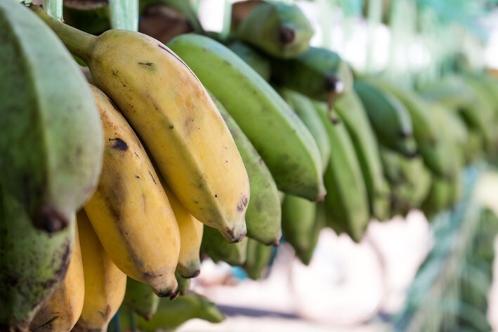 Burro Banana Plant – Live Plant