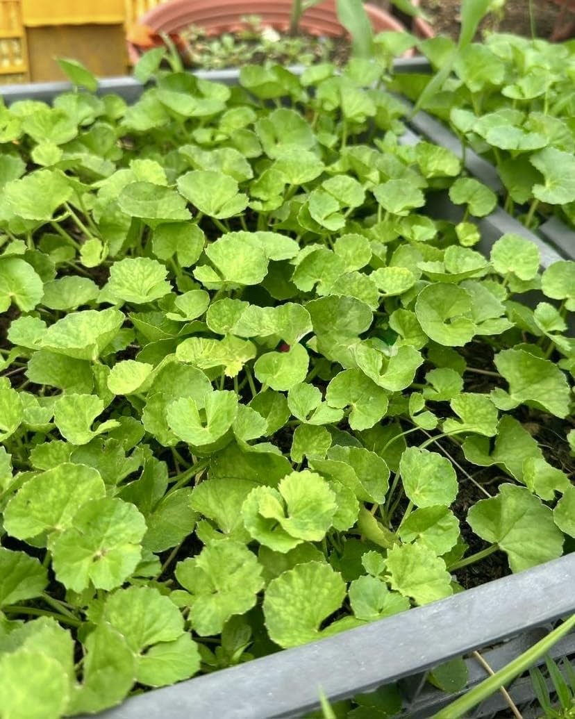 1200 Centella Seeds – Gotu Kola, Rau Má, Asiatica, Asiatic Green