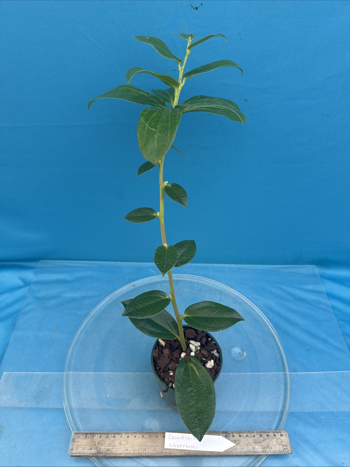 Cavendishia adenophora Pink BS Neotropical Ericaceae 4.5” Pot Tasty Berries