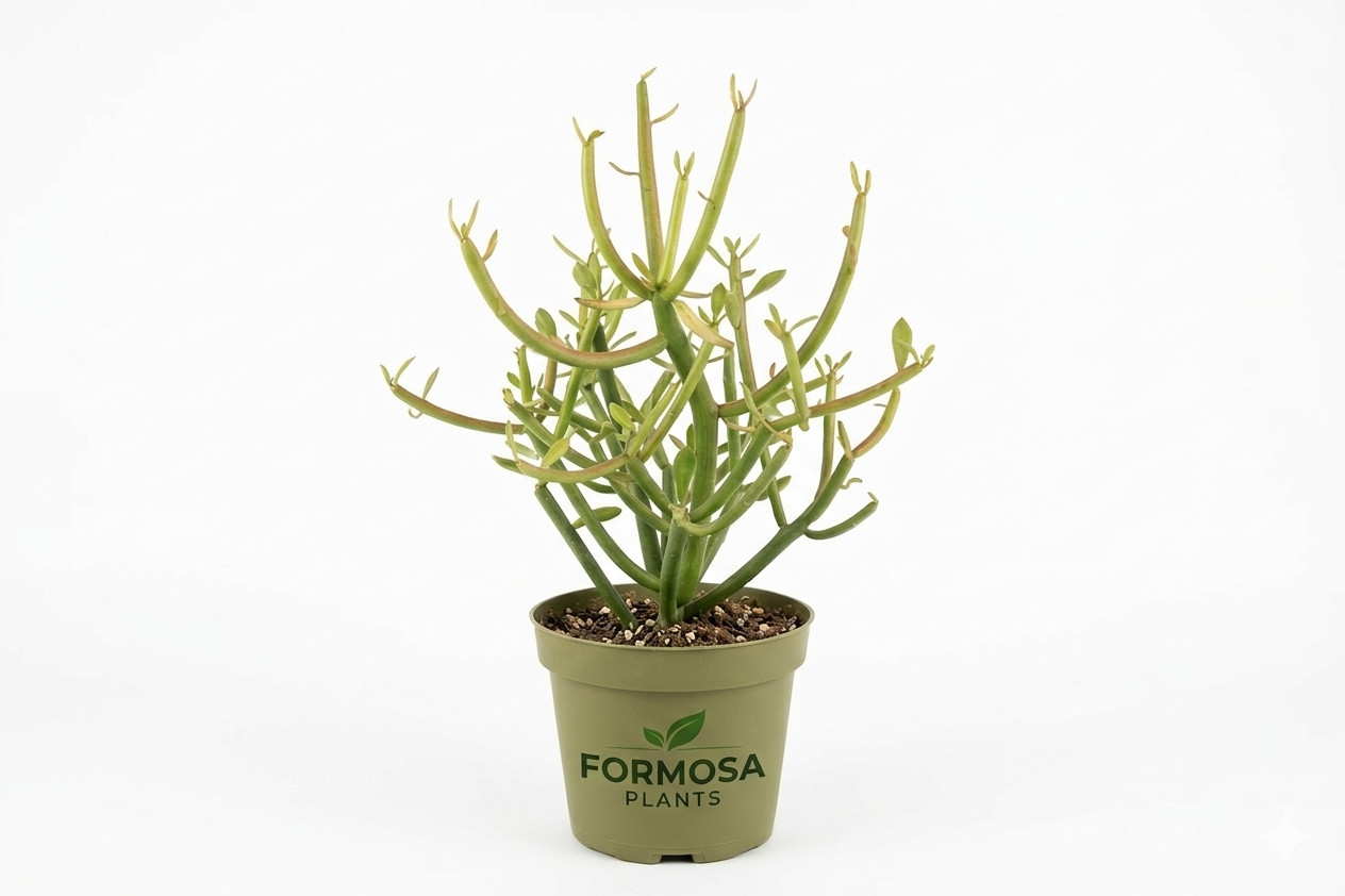 Pencil Cactus – 1 Live Plant in a 4 Inch Pot – Euphorbia tirucalli