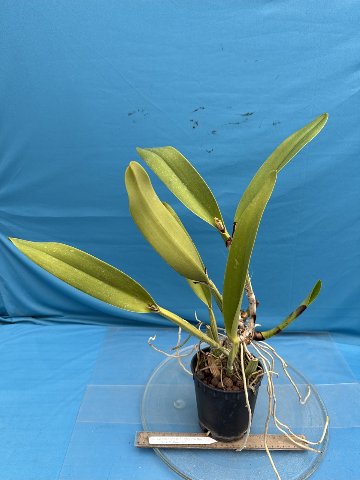Cattleya warscewiczii S/A Purple White ‘Soft Touch’ Orchid Eros Species 5.5” Pot