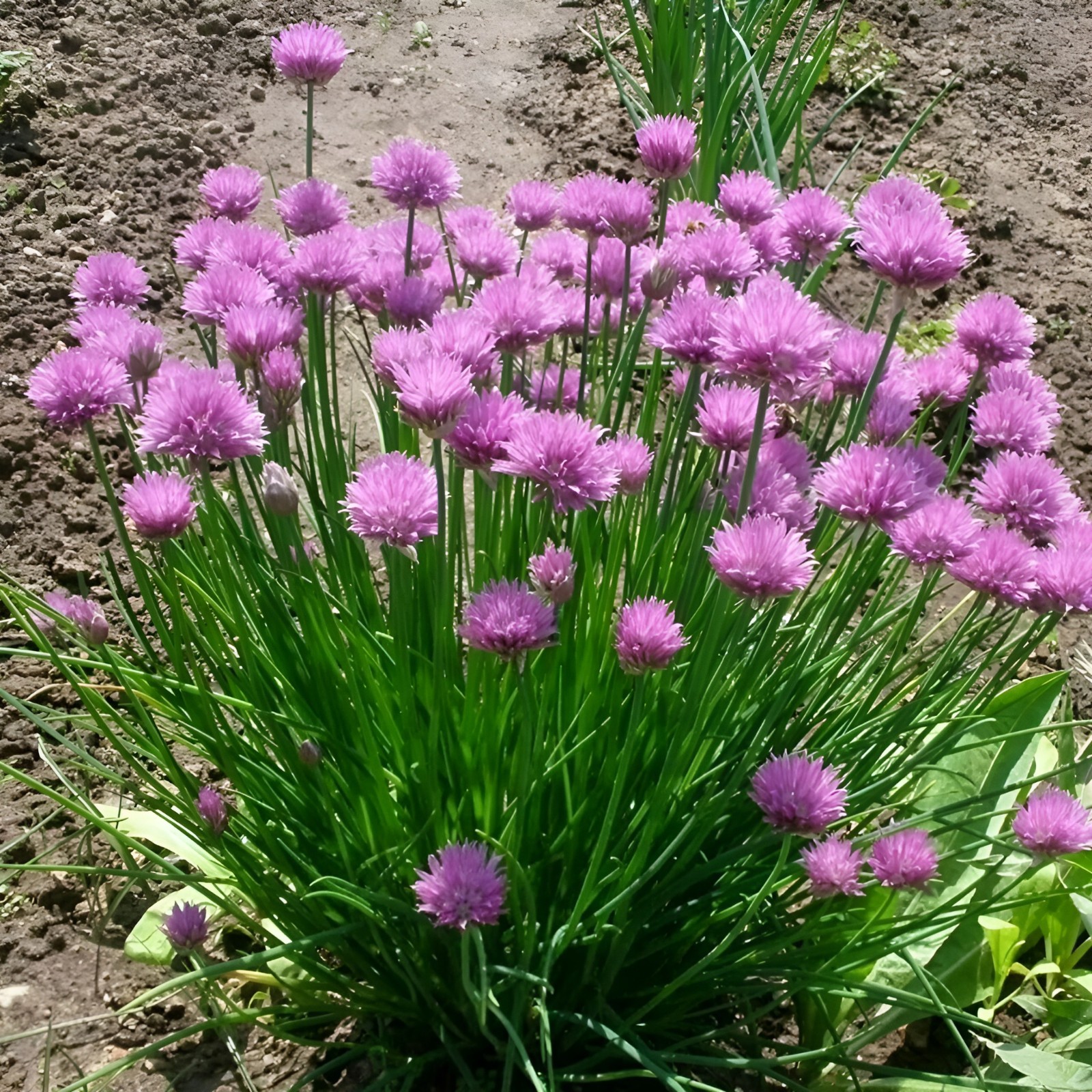 400 Heirloom Organic Chive Seeds – Non-GMO Perennial Herb – Oniony Garlic Flavor