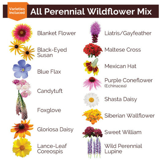 Bulk Pack ALL PERENNIAL WILDFLOWERS Fall or Spring Planting Non-GMO 3000+ Seeds