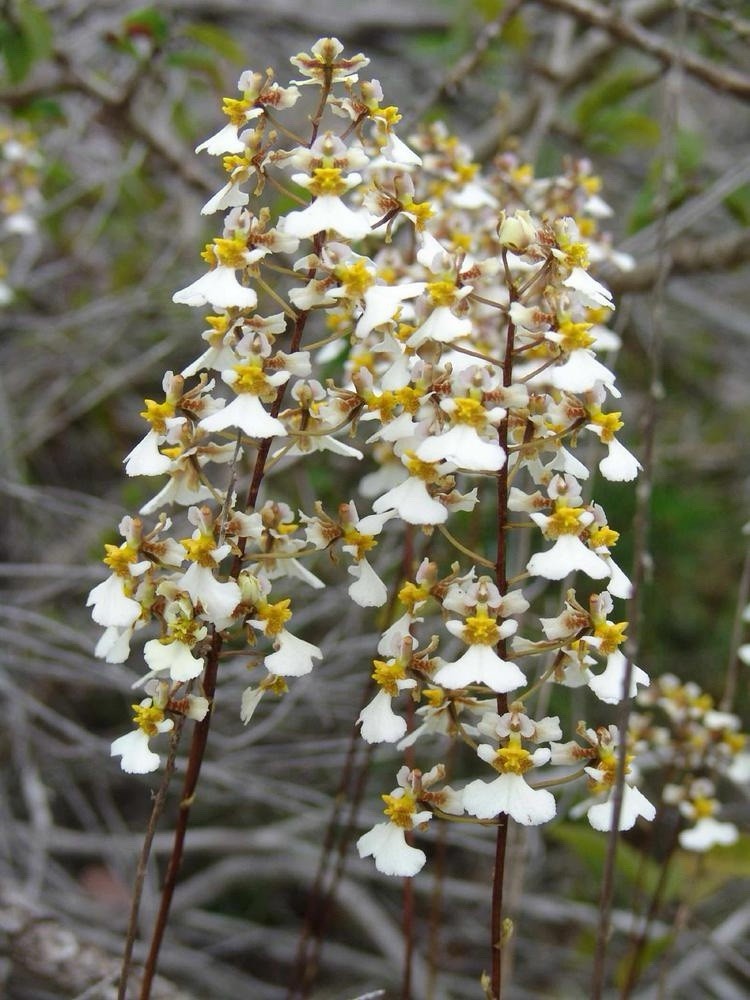 Tolumnia bahamensis NBS Pink White Yellow Native Florida Orchid Species 2” Pot