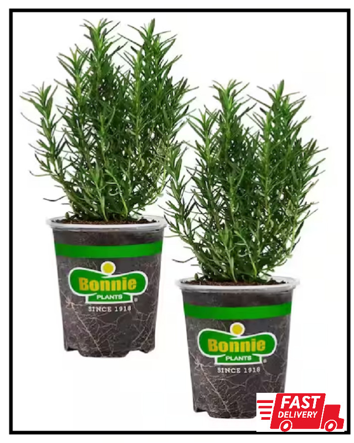 19 Oz. Rosemary Plant, 2-Pack