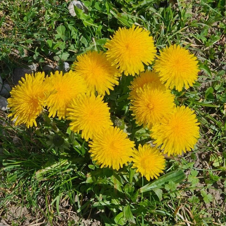 2500-3000 Dandelion Seeds Non-Gmo Prennial Herb Free Shipping