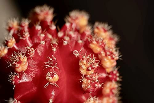 Grafted Cactus Succulent 3Pk In 3 Terracotta Pots Live Succulents Mini Cacti