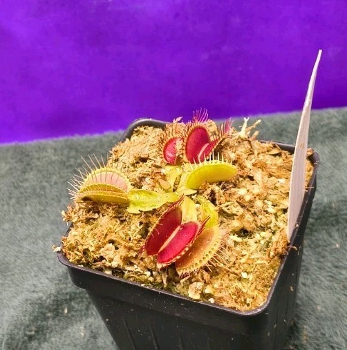 Venus Flytrap B52 X GINORMOUS Young Division Carnivorous Plant