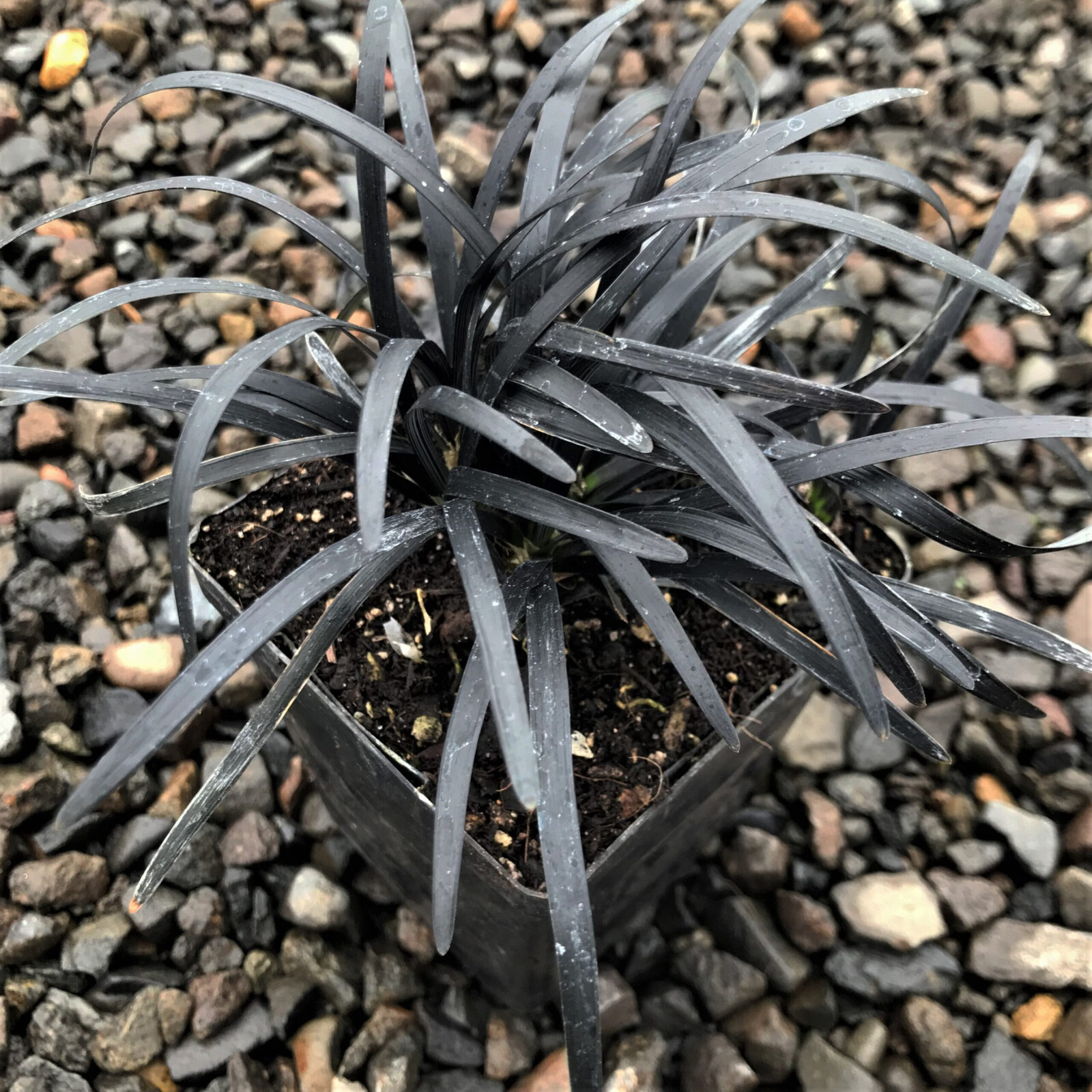 Black Mondo Grass Arabicus 25 Plants in 3-1/2 inch Pots