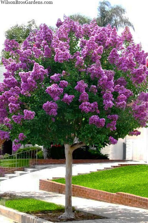 1 Purple Crape Myrtle 12-18″ Bare Root Starter Plant