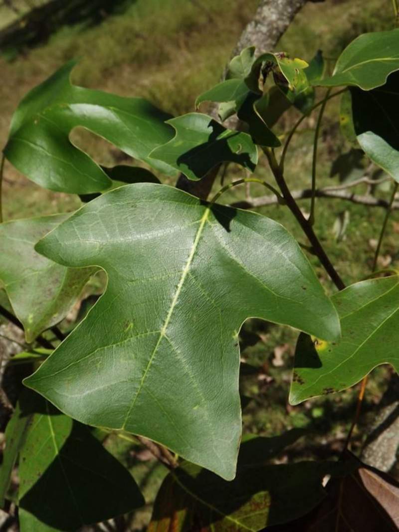 1-2000 PCS Chinese Tulip Tree Seeds Liriodendron Chinense Yellow Flower 0159