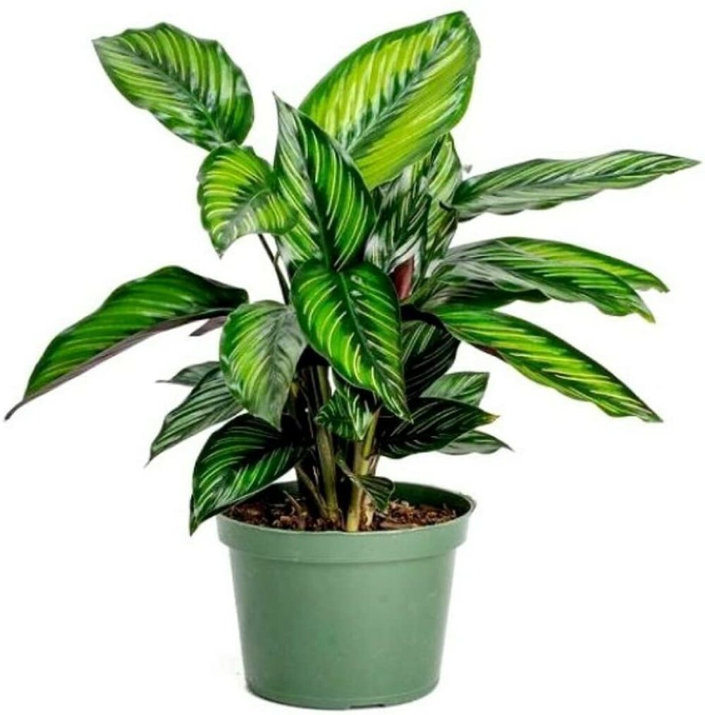 Calatheas Star Beauty Peacocks Very Easy Grow Tropical Indoors Live Plant 4″ Pot