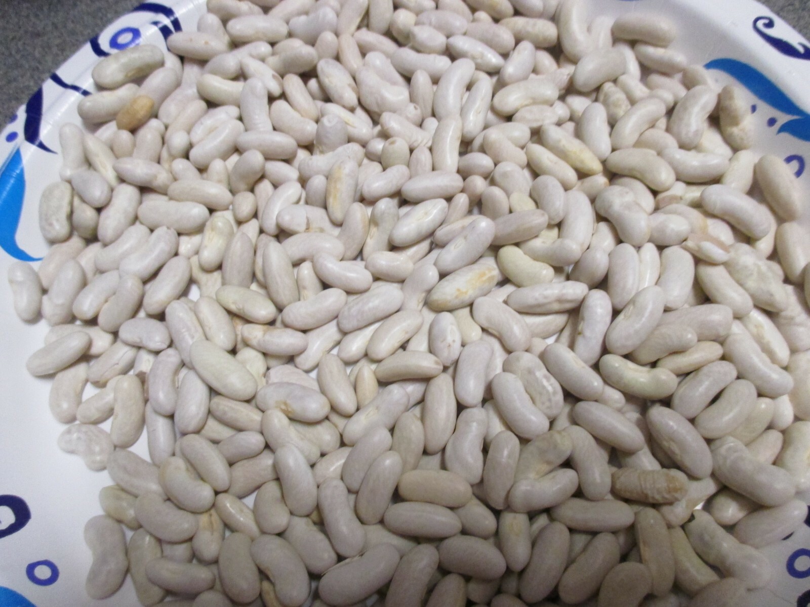 KENTUCKY WONDER BUSH GREEN BEAN SEEDS 1.5oz 100 SEEDS 2024