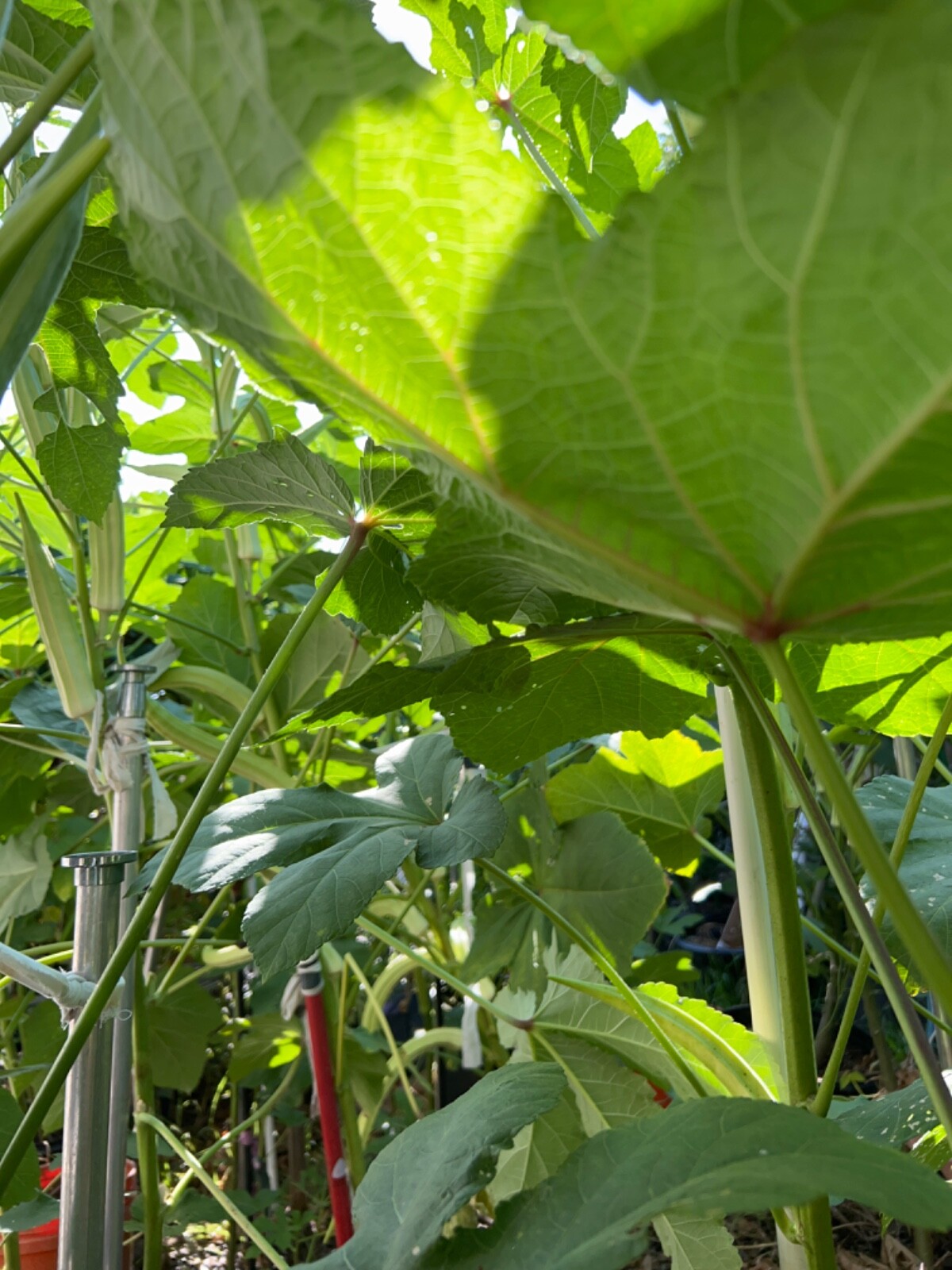 30+ Cajun Delight Okra Seeds