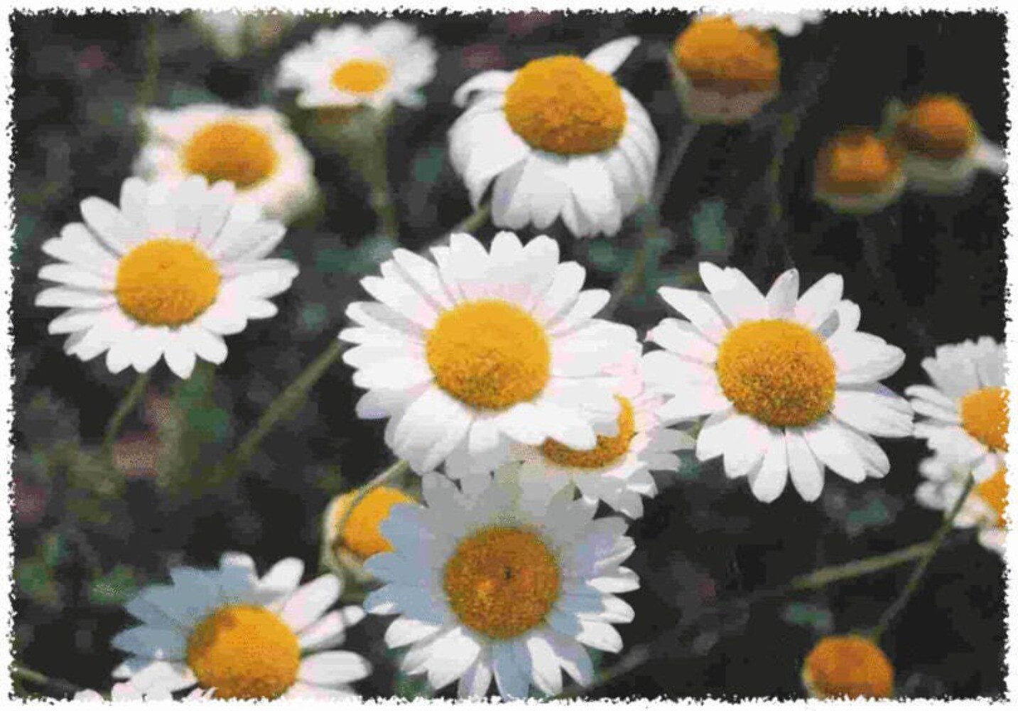 500 ROMAN CHAMOMILE Chamaemelum Nobile Herb Flower Seeds