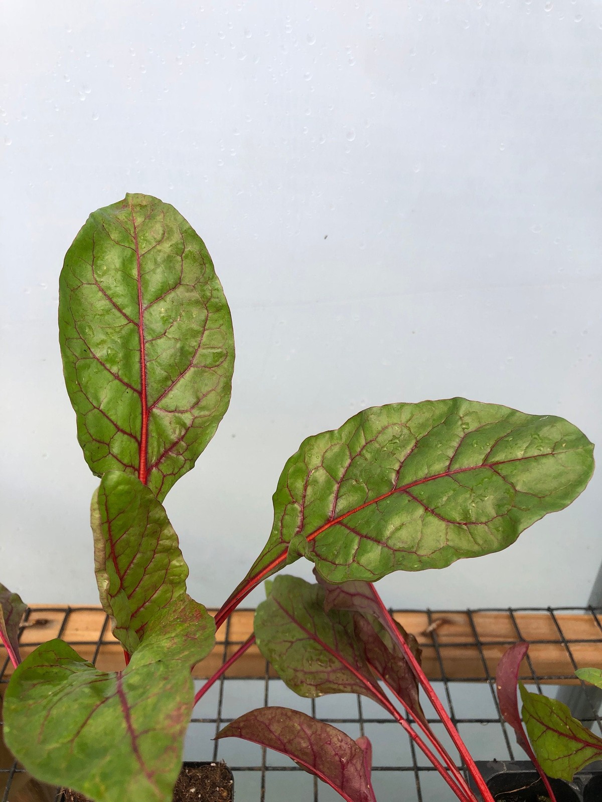 Swiss Chard Live Plant – Seedlings/Plugs and Plants – 3″- 12″ tall – 30-60+ days