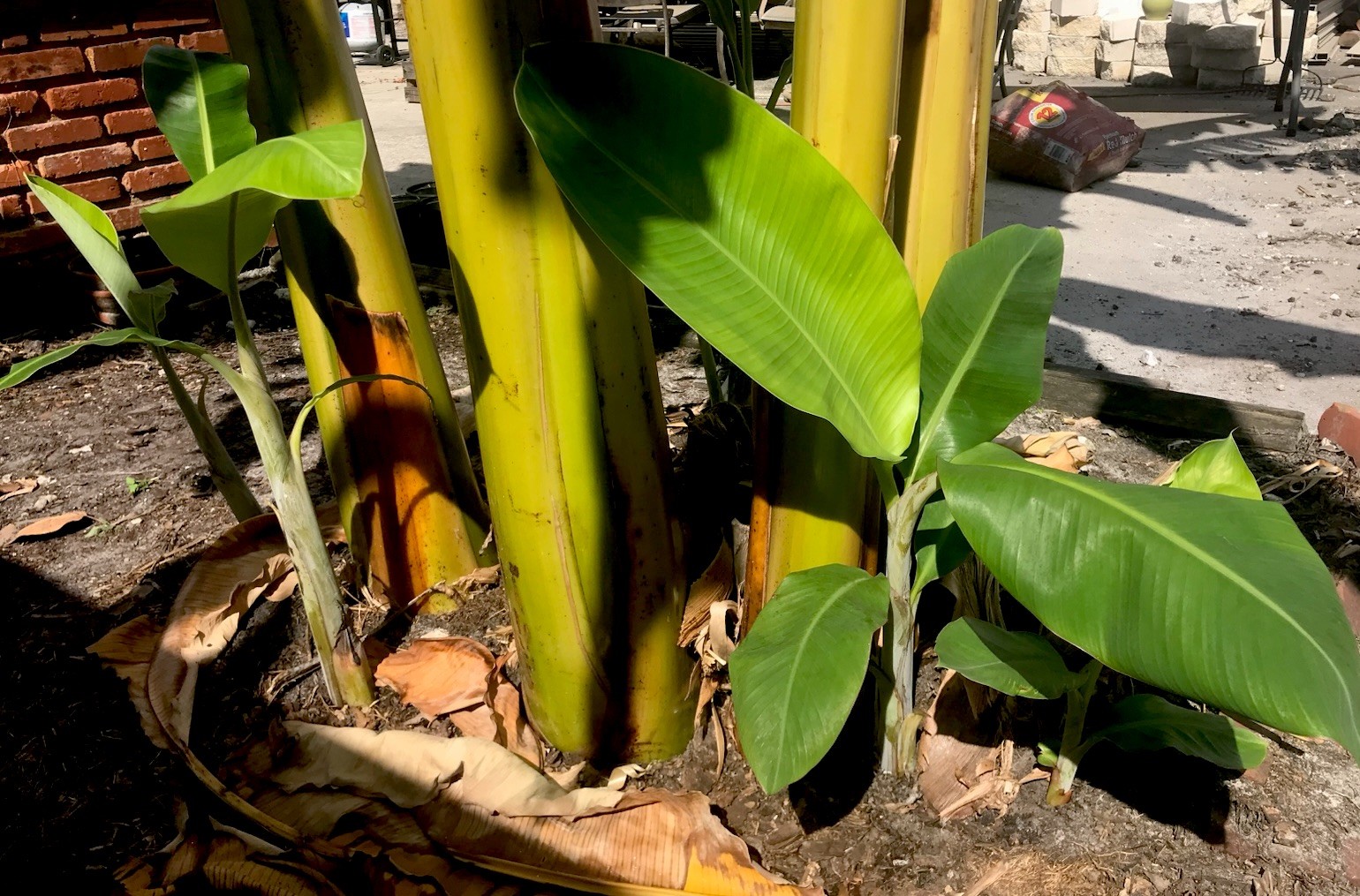 Live Burro Plantain Pups Potted Or with Rootball and Corm 10 Inch Tall Plant