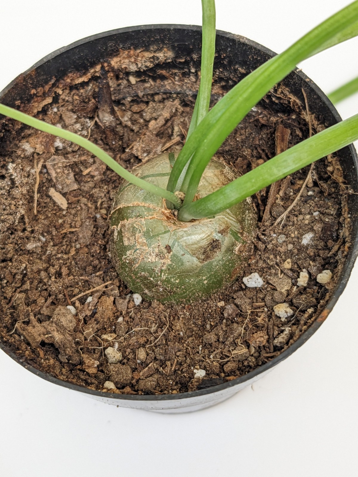 bowiea volubilis Climbing Onion plant, 3/4 to 1 inch bulb