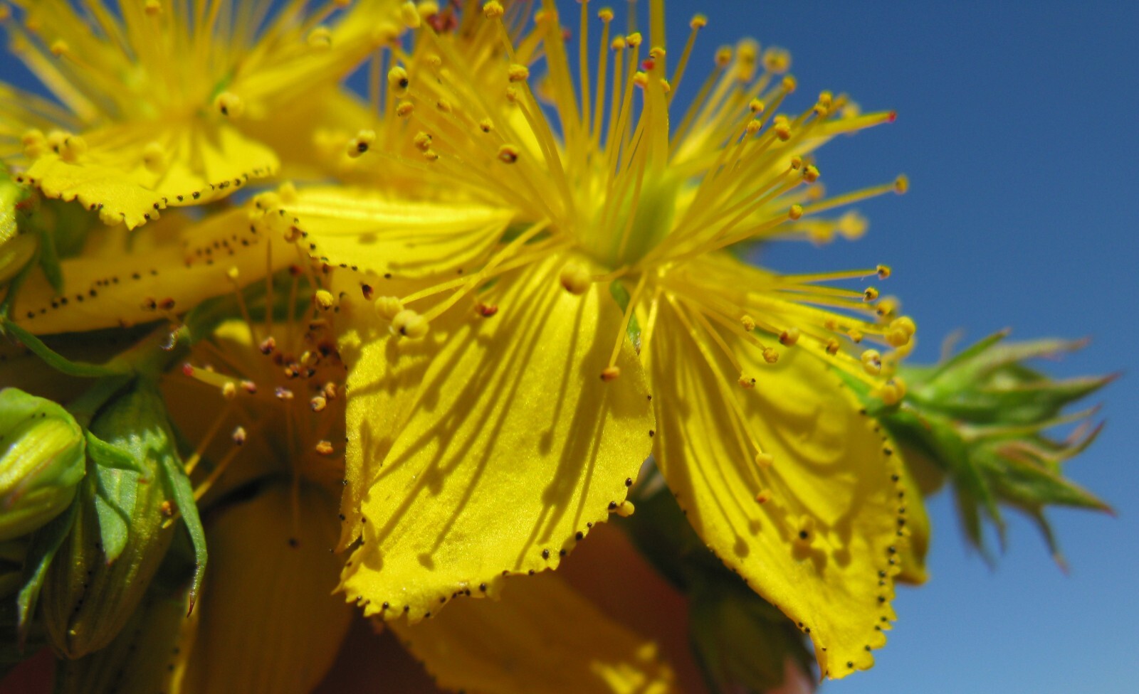 St. Johns Wort Seeds – Hypericum perforatum Seeds – Multiple Quantities