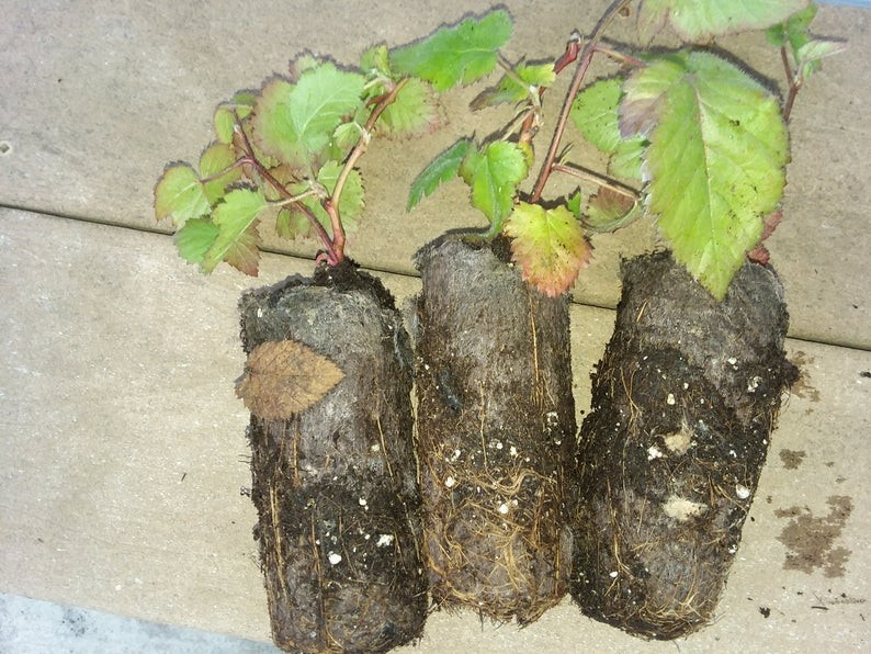 3 Raspberry Plants “Royalty Purple” (3 Lg 1 Year Old Plug Plants) Zones: 5-9