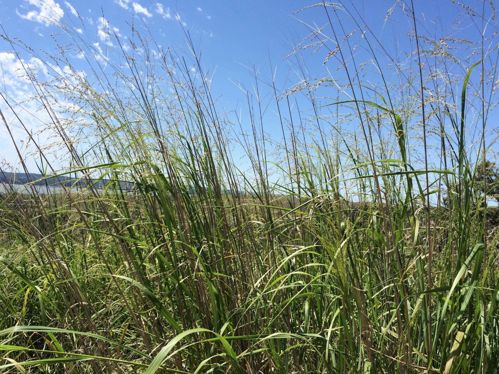 2,000 + Switchgrass Seeds Tall Grass Ornamental Perennial
