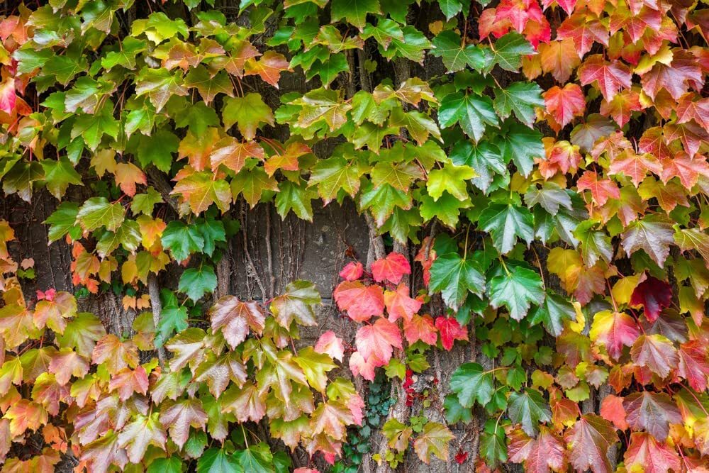 50 Boston Ivy Seeds for Planting – Easy to Grow Ivy Vine – Ships from Iowa, USA