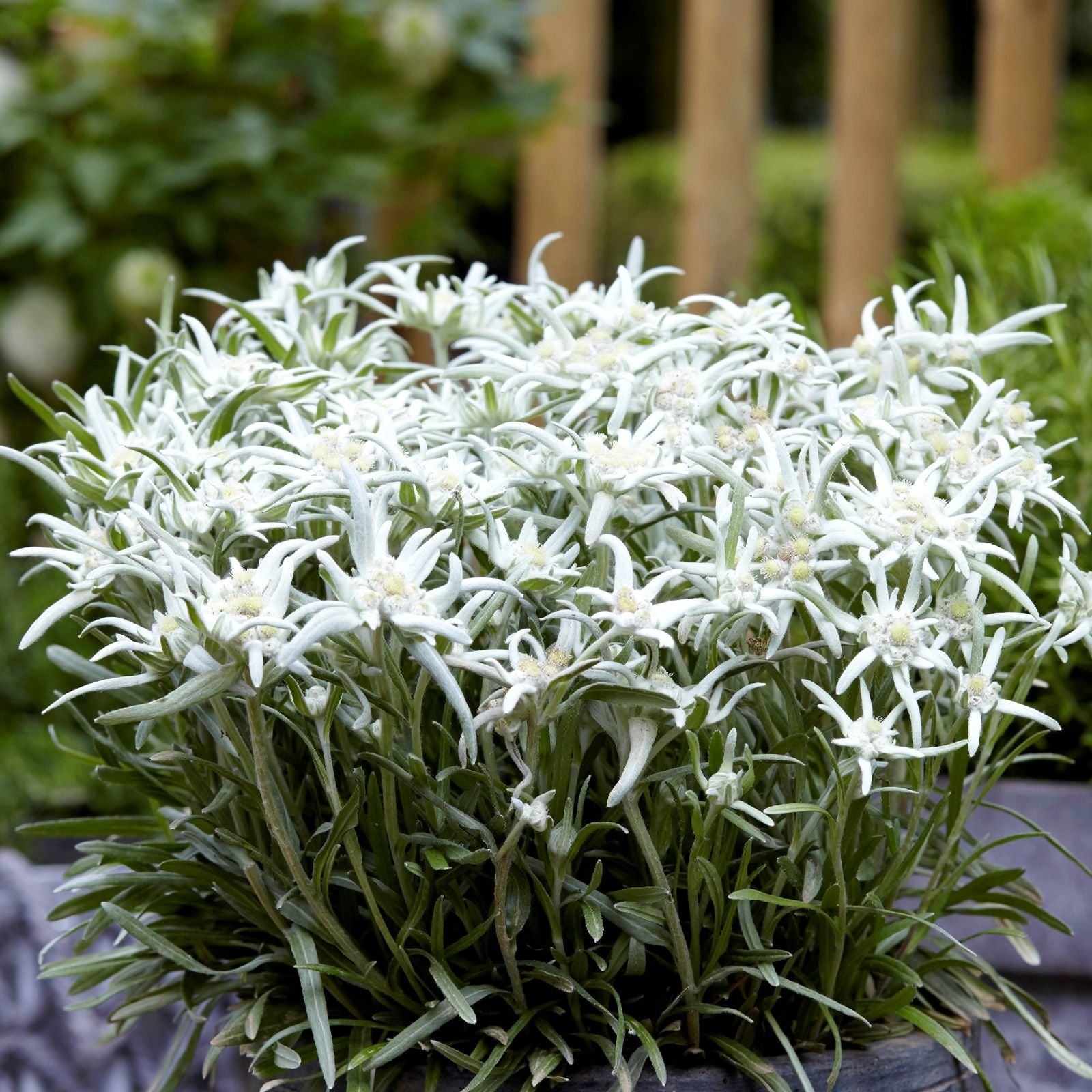 Edelweiss Blossom of the Snow 2 Potted Plants Rooted in Quart Pots, Easy to Grow