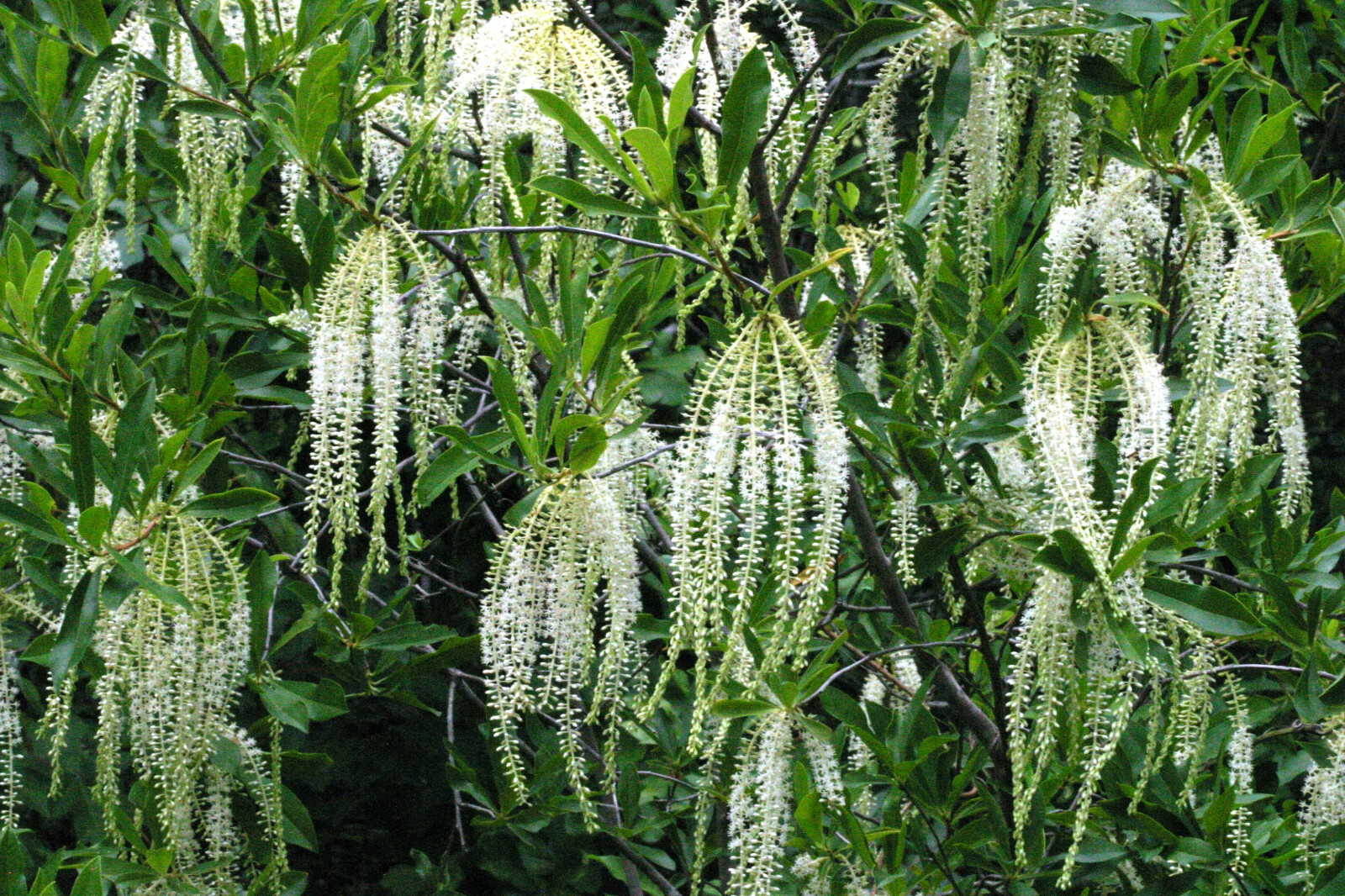 Swamp titi, or leatherwood, .2 grams (approx 125+ seeds), free ship, 2022 crop