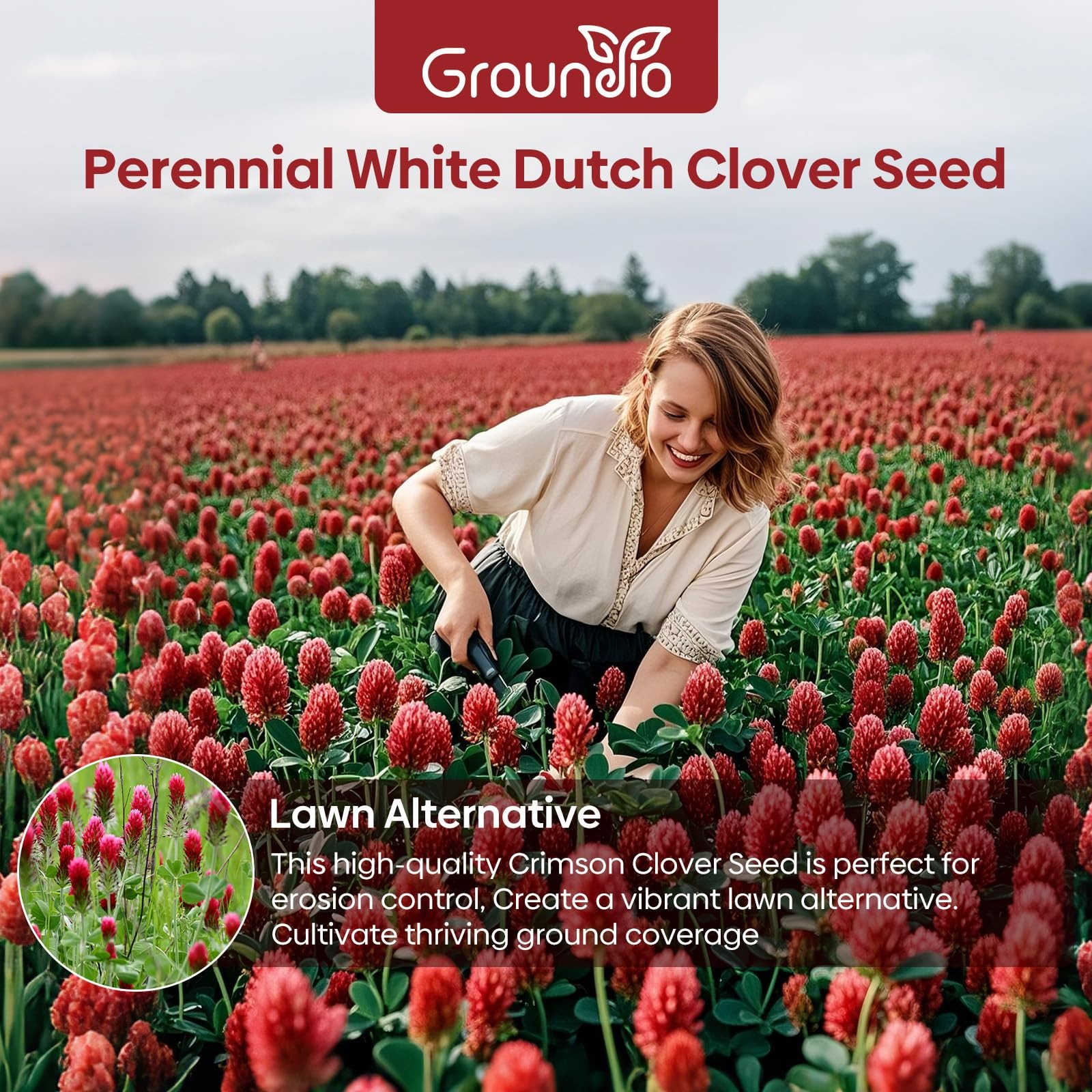 Annual Crimson Clover Seeds, 2 lbs, Trifolium Incarnatum Seeds for Lawn, Attr…